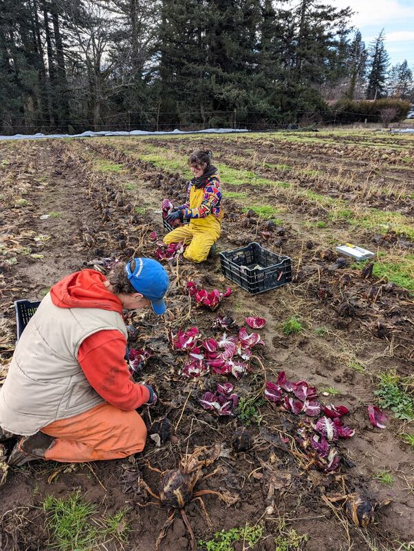 Two people dressed warmly and in rain bibs harvesting a field of red raddichio.