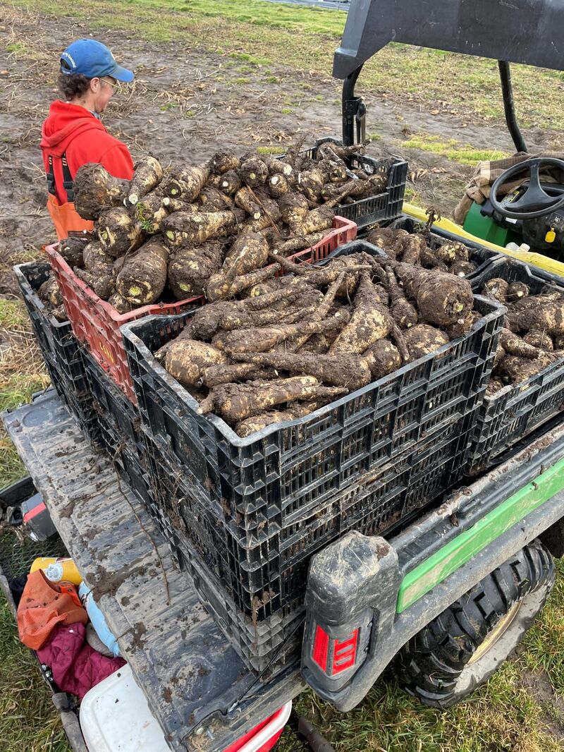 Crates of parsnips just pulled from the farm soil stacked on the back of a farm UTV.