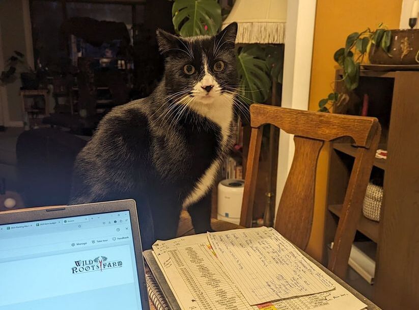 Picture of a tuxedo cat sitting on a table behind a laptop and stack of papers