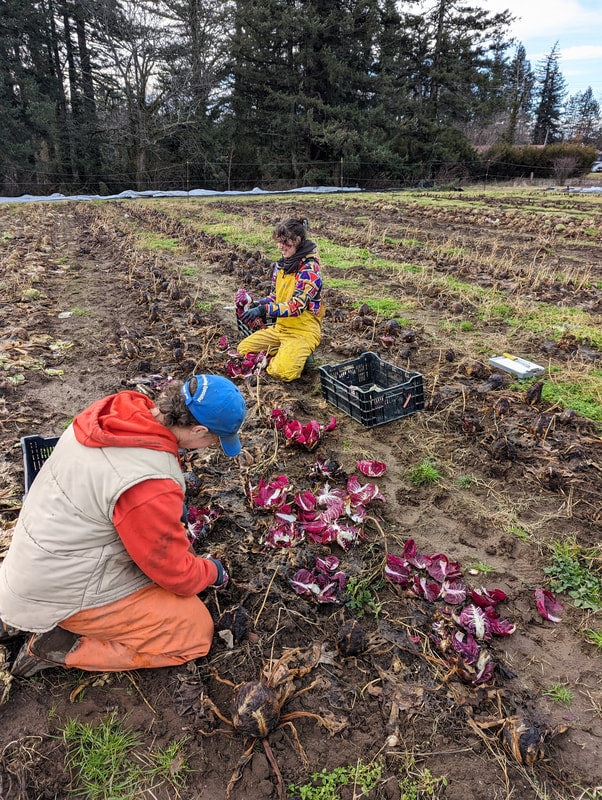 two people working in a winter field to harvest radicchio