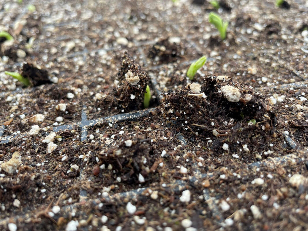 Baby pea shoots pushing through soil