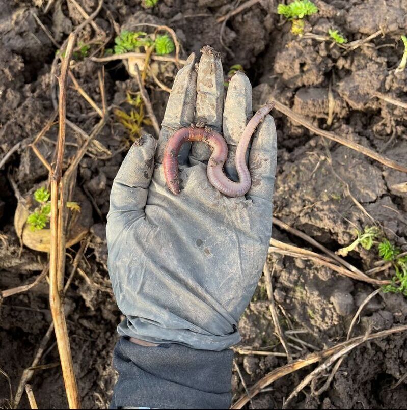 A gloved hand holding a very large earthworm above a bed of un-dug root vegetables