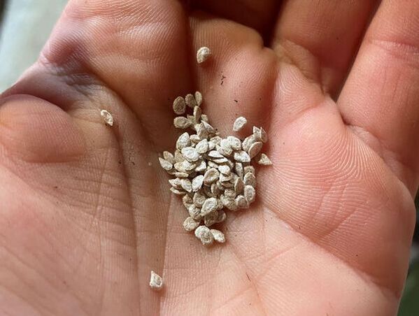 small tomato seeds in a person's hand